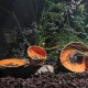 Bol multifunctional, Frutos Tropicais Papaya - BORDALLO PINHEIRO 