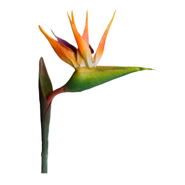Floare decorativa Strelitzia, portocaliu, 80 cm - SIMONA'S Specials