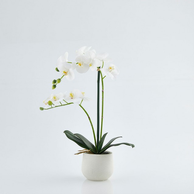 Floare decorativa orhidee Phalaenopsis in ghiveci, alb, 53 cm - SIMONA'S Specials