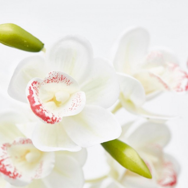 Floare decorativa orhidee Cymbidum in ghiveci, alb/roz, 54 cm - SIMONA'S Specials