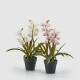 Floare decorativa orhidee Cymbidum in ghiveci, alb/roz, 54 cm - SIMONA'S Specials