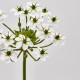 Floare decorativa Ornitogallus, alb, 67 cm - SIMONA'S Specials