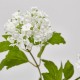 Ramura decorativa Viburno, alb, 68 cm - SIMONA'S Specials