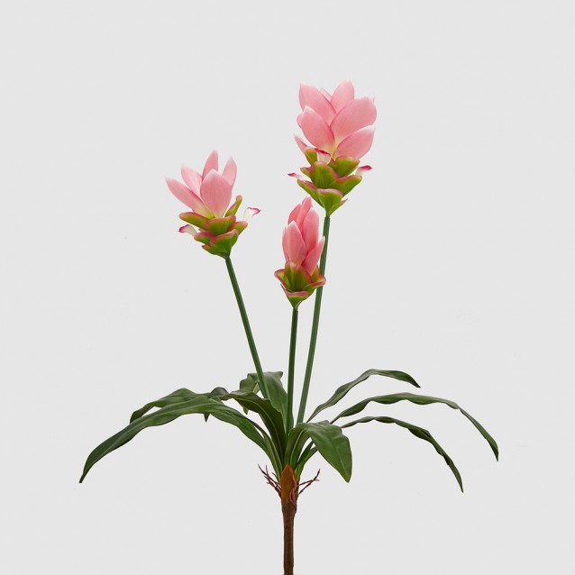 Planta decorativa Curcuma, roz, 65 cm - SIMONA'S Specials