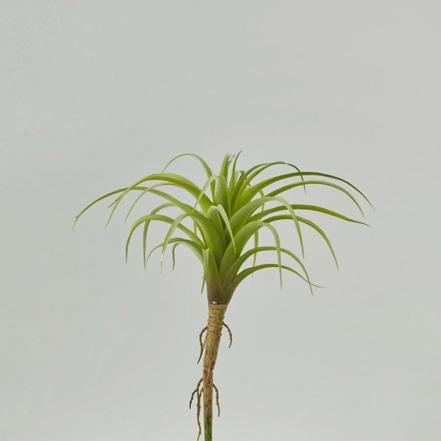 Ramura decorativa Tillandsia, verde, 18 cm - SIMONA'S Specials