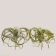 Planta decorativa Tillandsia Xerographica, verde, 27 cm - SIMONA'S Specials
