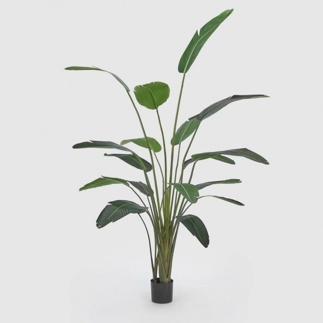 Planta decorativa Strelitzia, verde, 245 cm - SIMONA'S Specials