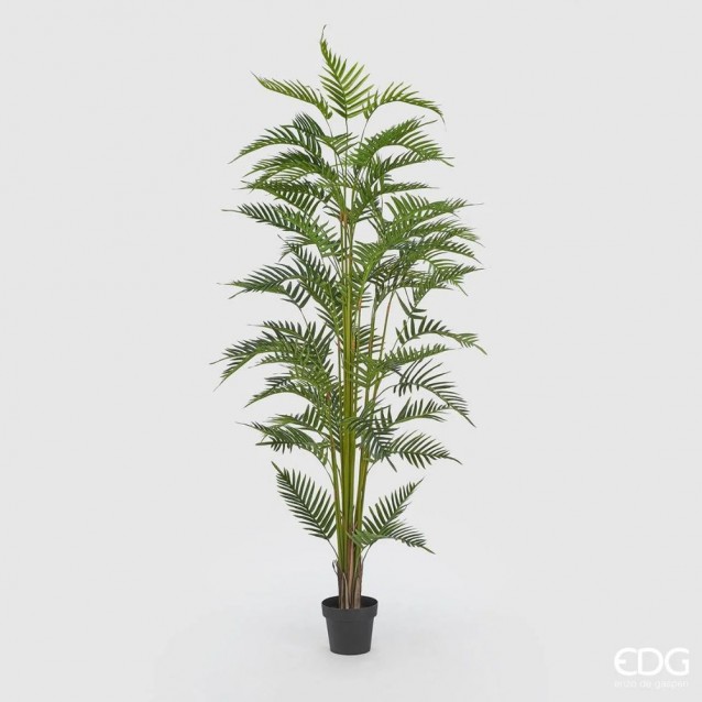 Palmier decorativ in ghiveci, 200 cm, Areca Dypsis - SIMONA'S Specials