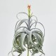 Floare decorativa Tillandsia Medusae, verde, 60 cm - SIMONA'S Specials