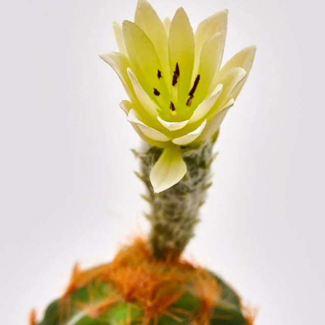 Cactus decorativ cu floare, ivoar, 25 cm, Riccio - SIMONA'S Specials