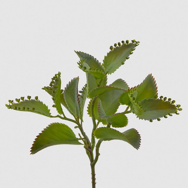 Ramura decorativa cu frunze Dischidia, verde, 25 cm - SIMONA'S Specials