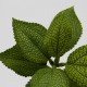 Ramura cu frunze Coleus, verde, 24 cm, - SIMONA'S Specials