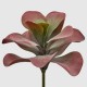 Planta decorativa Kalancoe, rosu, 35 x 29 cm - SIMONA's Specials