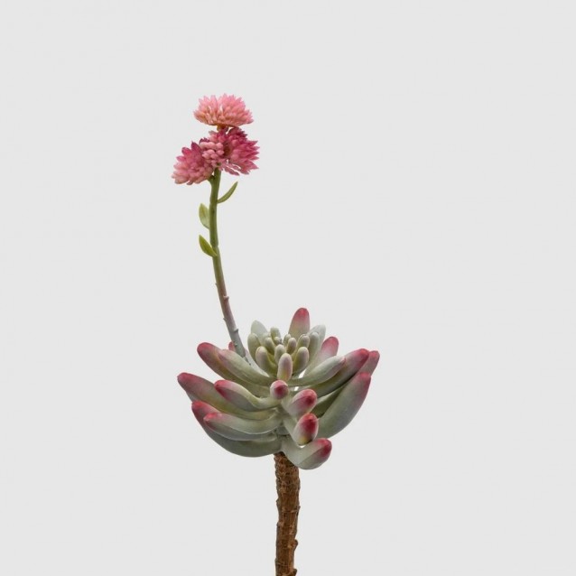 Planta decorativa Sedum, verde-rosu, 23 cm - SIMONA's Specials